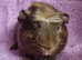 BEAUTIFUL MALE GUINEA PIGS