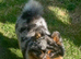 Black merle tri Pomeranian