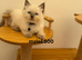 Beautiful Ragdoll cats for sale.