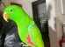 Super tame Eclectus Glasgow