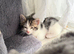 2 kittens