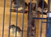 Zebra finches females