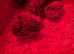 Button quail young