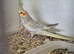 16 week old semi tame cockatiel