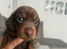 Kc miniature dachshunds