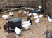 Point of lay pullets