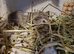 Guinea pig and cagec