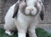 Puree breed mini lop