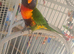 Rainbow lorikeet ozzie