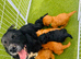 cockapoo puppies
