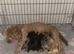PRICE REDUCED READY TO LEAVE 2 left Merle Cockapoo puppies