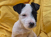 **Reduced as last 1!**Gorgeous little Jack russel puppies