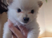 Beautiful Pomeranian Puppies