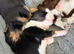 Puppies for sale