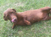 Miniature dachshund