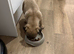 Fawn pug puppy