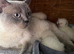 Bluepoint British Shorthair kittens