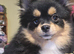 Pomchi black and tan female