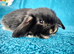 Selection of mini lop babies available
