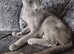 Beautiful kittens