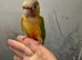&pound;300 each 2 hand reared baby conure parrots