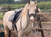 Heavy weight cob mare