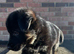 BLACK & RED GERMAN SHEPHERD puppy for sale