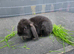 Male mini lop