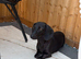 Jet black little girl