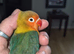 Bonded Baby Lovebirds