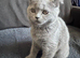 Scottish fold for sale