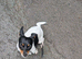 Jack Russell bitch
