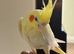 Beautiful young cockatiels looking for loving homes