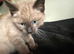 Ragdoll pure bred kitties Rare mink chocolate seal & seal point
