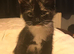 3 beautiful kittens available now