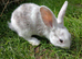 Baby rabbit