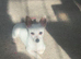 Chihuahua girl