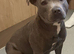 Blue Staffy Bitch