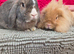 Lop and lionhead male and female