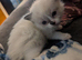 Pedigree ragdoll female
