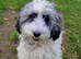 REHOMED NOW! cockapoo boy