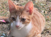 Male kitten