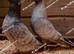 RARE RUBELLA RACING PIGEONS