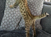 F3c Savannah kittens