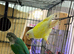 Conure with split