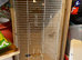 Budgies ringnecks to go
