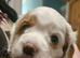 Three Beautiful F2 Cockapoo Puppies left - ready now!