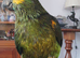 Blue. Fronted Amazon