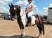 Striking Irish Gelding