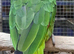 Young Amazon Parrots available
